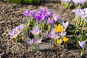 Multicolored spring flowers crocuses on a sunny day in the garden