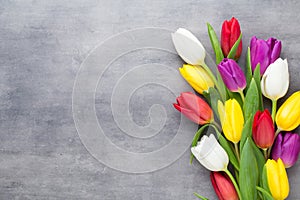 Multicolored spring flowers, tulip on a gray background.