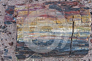 Multicolored stone in petrified wood