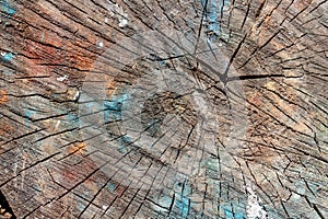 Multicolored tree stump as an abstract background