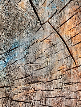 Multicolored tree stump as an abstract background