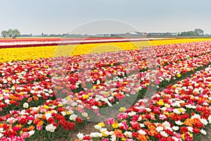 Multicolored tulip field in North Holland