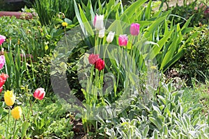 Multicolored tulips bloom in a flower bed on a sunny spring day