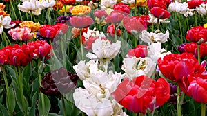 Multicolored tulips, an explosion of beauty and perfume