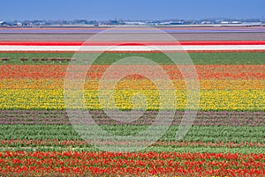 Multicolored tulips field.