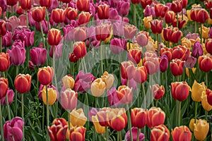 Multicolored tulips field. Horizontal photo. Bright spring flowers