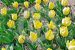 Multicolored tulips on flowerbed