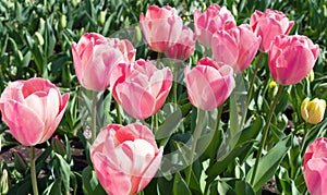 Multicolored tulips on flowerbed