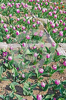 Multicolored tulips on flowerbed