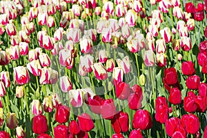 Multicolored tulips on flowerbed