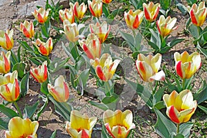 Multicolored tulips on flowerbed