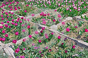 Multicolored tulips on flowerbed