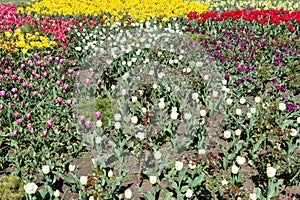 Multicolored tulips on flowerbed