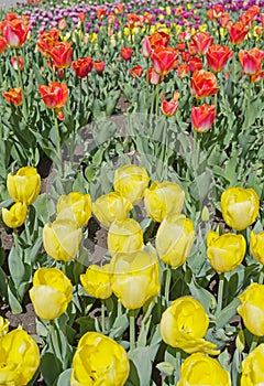 Multicolored tulips on flowerbed