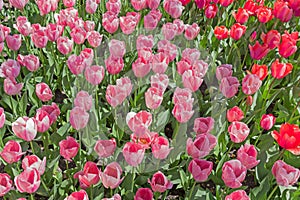 Multicolored tulips on flowerbed