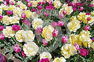 Multicolored tulips on flowerbed