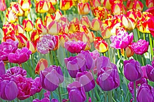 Multicolored tulips on flowerbed