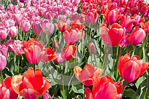 Multicolored tulips on flowerbed