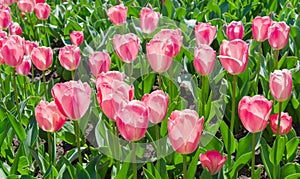 Multicolored tulips on flowerbed