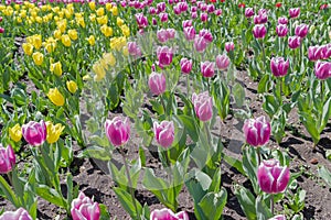 Multicolored tulips on flowerbed