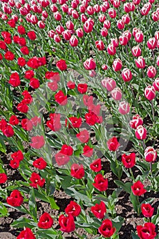 Multicolored tulips on flowerbed