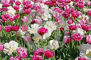 Multicolored tulips on flowerbed