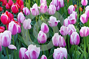 Multicolored tulips on flowerbed