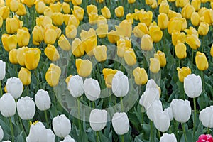 Multicolored tulips on flowerbed