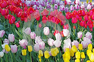 Multicolored tulips on flowerbed