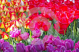 Multicolored tulips on flowerbed