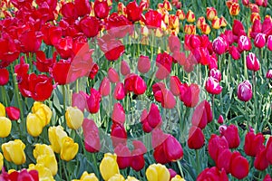 Multicolored tulips on flowerbed