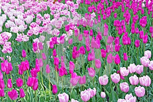 Multicolored tulips on flowerbed