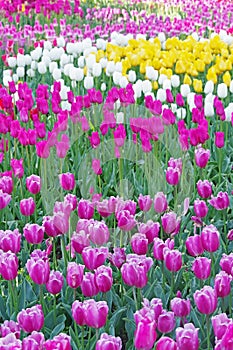 Multicolored tulips on flowerbed