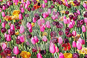 Multicolored tulips on flowerbed