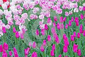 Multicolored tulips on flowerbed