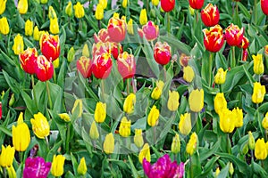 Multicolored tulips on flowerbed