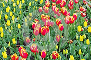 Multicolored tulips on flowerbed