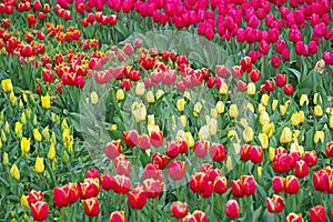 Multicolored tulips on flowerbed