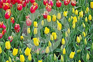 Multicolored tulips on flowerbed