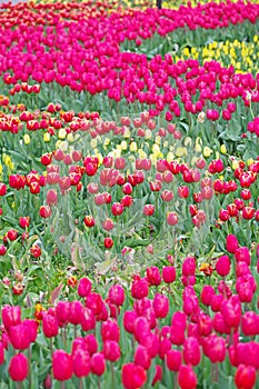 Multicolored tulips on flowerbed