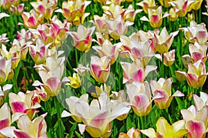 Multicolored tulips on flowerbed