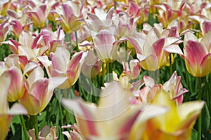 Multicolored tulips on flowerbed