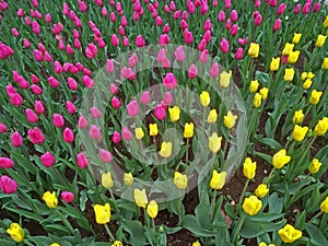 multicolored tulips on flowerbed