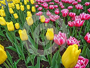 multicolored tulips on flowerbed