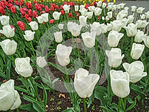 multicolored tulips on flowerbed