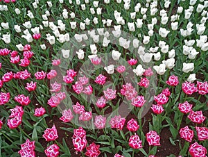 multicolored tulips on flowerbed