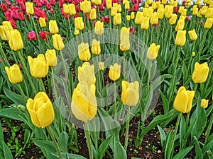 multicolored tulips on flowerbed