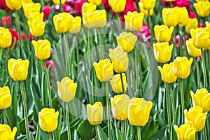 multicolored tulips on flowerbed