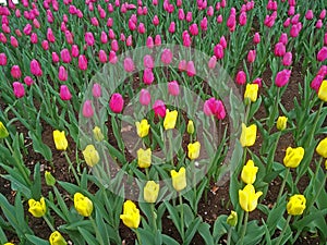 multicolored tulips on flowerbed