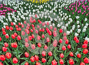 multicolored tulips on flowerbed